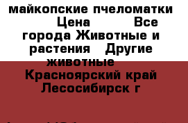  майкопские пчеломатки F-1  › Цена ­ 800 - Все города Животные и растения » Другие животные   . Красноярский край,Лесосибирск г.